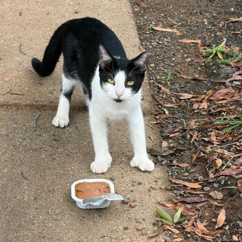 Hitch -  Extra Toes Cat Hemingway Polydactyl and Domestic Short Hair Cat for Adoption in Charlotte, North Carolina - Hitch | PetCurious
