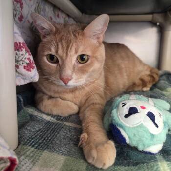 Benjamin -  Domestic Short Hair and Mixed Breed Cat for Adoption in Spokane, Washington - Benjamin | PetCurious