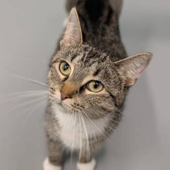 Domestic Short Hair Cats Available for Adoption in Cape Girardeau, Missouri - Dee Dee | PetCurious