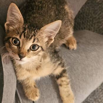 Rescue Domestic Short Hair Cats for Adoption in Fairway, Kansas - Maple | PetCurious