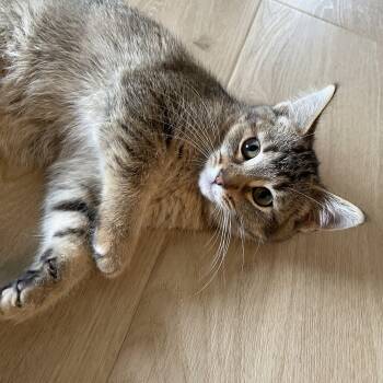 Rescue Domestic Short Hair Cats for Adoption in Byron Center, Michigan - Ruby | PetCurious