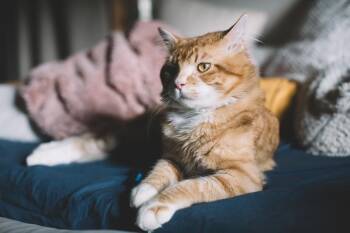 Simba -  Domestic Medium Hair Cat Available for Adoption in Denver, Colorado - Simba | PetCurious