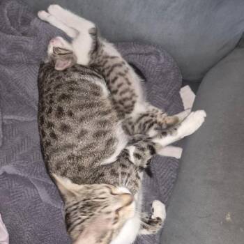Beanie Weenies -  Domestic Short Hair Cat for Adoption in San Antonio, Texas - Beanie Weenies | PetCurious