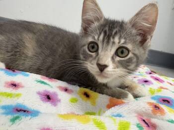 Pebbles -  Domestic Short Hair Cat for Adoption in Bethesda, Maryland - Pebbles | PetCurious