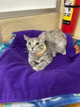 Rescue Maine Coon and Dilute Tortoiseshell Cats for Adoption in Parlier, California - Tutu | PetCurious