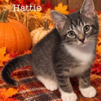 Hattie -  Domestic Short Hair Cat for Adoption in Seven Valleys, Pennsylvania - Hattie | PetCurious