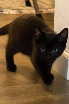 Rescue Domestic Short Hair Cats for Adoption in Wautoma, Wisconsin - Jelly Bean | PetCurious