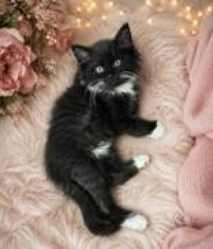 Domestic Long Hair Cats Available for Adoption in Portsmouth, Ohio - Kinsley | PetCurious