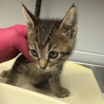 Peppermint -  Domestic Short Hair Cat for Adoption in Greenville, South Carolina - Peppermint | PetCurious