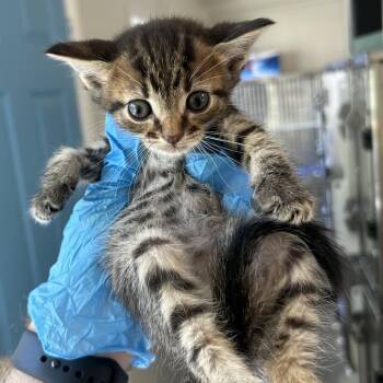 Horatio Carlsbad -  Domestic Short Hair Cat for Adoption in Denver, Colorado - Horatio Carlsbad | PetCurious