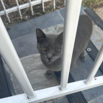 Domestic Short Hair Cats Available for Adoption in Long Beach, California - Azul | PetCurious
