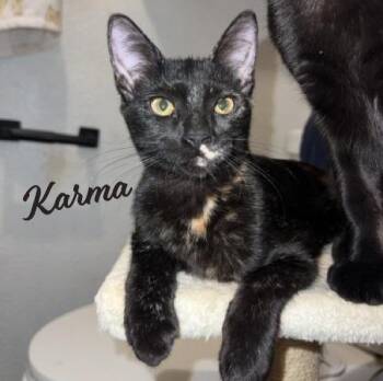 Rescue Tortoiseshell and Domestic Short Hair Cats for Adoption in Houston, Texas - Karma #car-stowaway | PetCurious