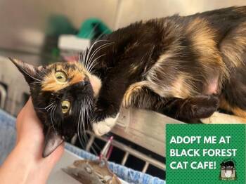 TUTU -  Domestic Short Hair Cat Available for Adoption in Fort Wayne, Indiana - TUTU | PetCurious