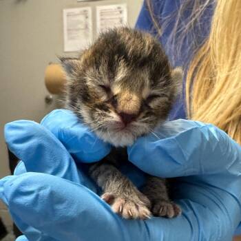 Domestic Short Hair Cats Available for Adoption in Greenville, South Carolina - Phineas | PetCurious