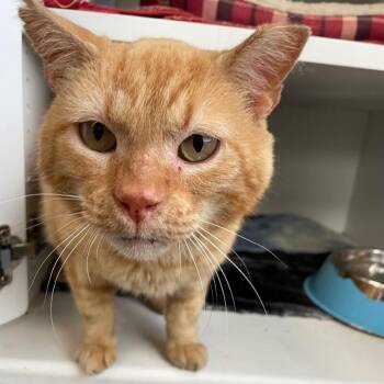 Buckwheat -  Domestic Short Hair Cat for Adoption in Roanoke, Virginia - Buckwheat | PetCurious