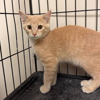 Rescue Domestic Short Hair Cats for Adoption in Bloomington, Illinois - Michael | PetCurious