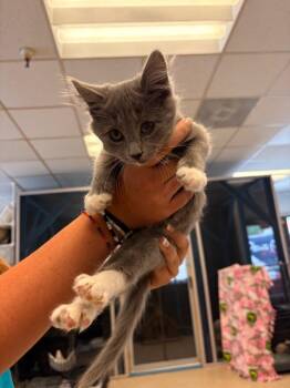 Ducky -  Domestic Short Hair Cat for Adoption in Heber City, Utah - Ducky | PetCurious