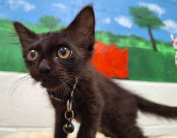 Patrick -  Domestic Short Hair Cat for Adoption in Noble, Oklahoma - Patrick | PetCurious