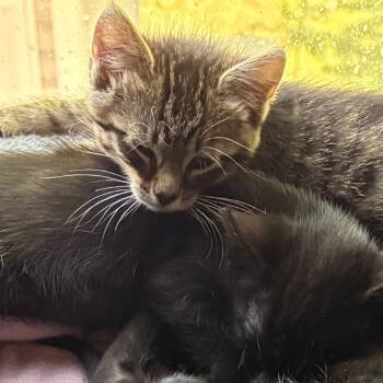 Lilly -  Domestic Short Hair Cat for Adoption in Layton, Utah - Lilly | PetCurious