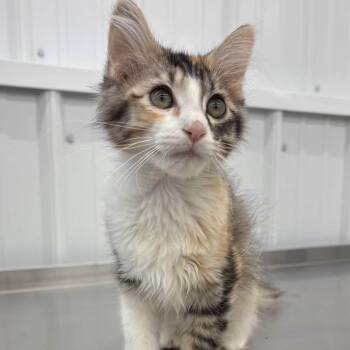 Astra -  Domestic Long Hair Cat for Adoption in Richmond, Missouri - Astra | PetCurious