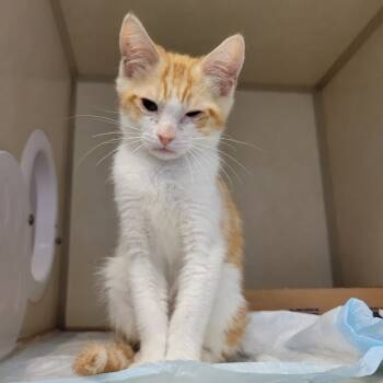 Rescue Domestic Short Hair Cats for Adoption in Westminster, California - Mesclun | PetCurious