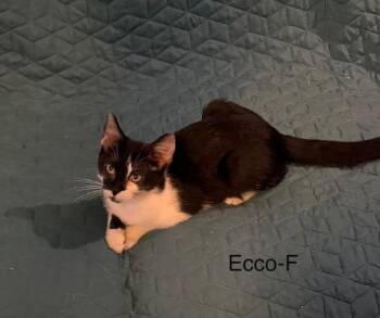 Ecco -  Domestic Short Hair Cat for Adoption in Lunenburg, Massachusetts - Ecco | PetCurious