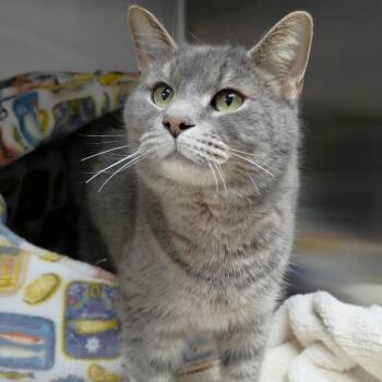 Domestic Short Hair Cats Available for Adoption - Rookie | PetCurious