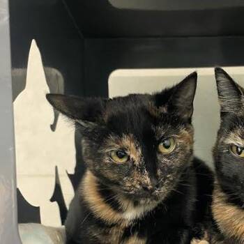 Domestic Short Hair Cats Available for Adoption in Hailey, Idaho - Cardi B | PetCurious