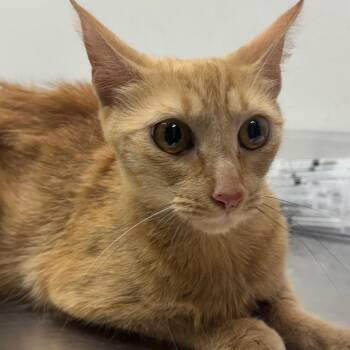 Butterscotch -  Domestic Short Hair Cat for Adoption in Newark, New Jersey - Butterscotch | PetCurious