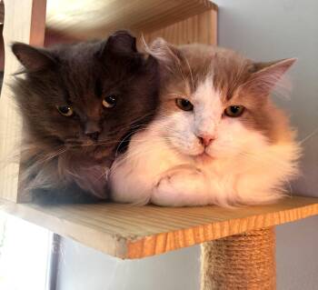 Domestic Long Hair Cats Available for Adoption - Muffin & Buffy (Bonded Duo) | PetCurious