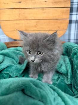 KIARA -  Domestic Long Hair Cat for Adoption in Algona, Iowa - KIARA | PetCurious