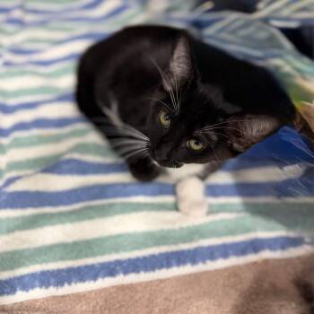Draven -  Domestic Short Hair Cat for Adoption in Lake Panasoffkee, Florida - Draven | PetCurious