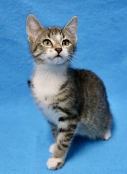 Rescue Domestic Short Hair Cats for Adoption in Hastings, Minnesota - Gloria | PetCurious