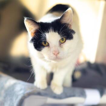 Domestic Short Hair Cats Available for Adoption in Wilmington, Delaware - Milkshake | PetCurious