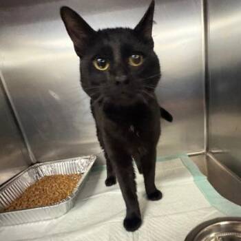 Wade -  Domestic Short Hair Cat for Adoption in Fort Worth, Texas - Wade | PetCurious