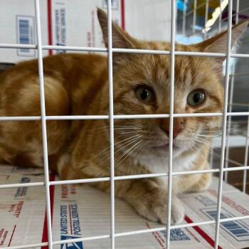 Domestic Short Hair Cats Available for Adoption - Saber | PetCurious