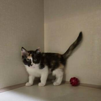Marie-Gold -  Domestic Short Hair Cat for Adoption in Winthrop, Maine - Marie-Gold | PetCurious