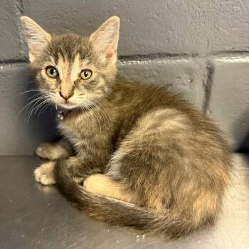 Domestic Short Hair Cats Available for Adoption in Tuscaloosa, Alabama - TUSC-Stray-83986_2 | PetCurious