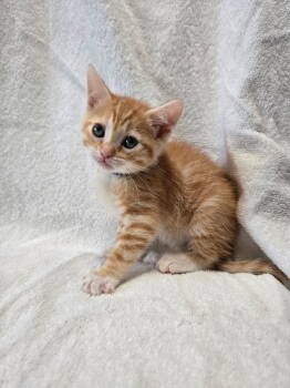 Rescue Tabby Cats for Adoption in Calimesa, California - Feta | PetCurious