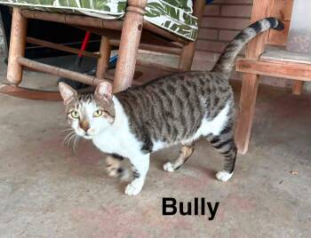 Bug -  Domestic Short Hair Cat for Adoption in Mount Pleasant, Texas - Bug | PetCurious