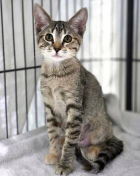 Diamond -  Domestic Short Hair Cat for Adoption in Novato, California - Diamond | PetCurious