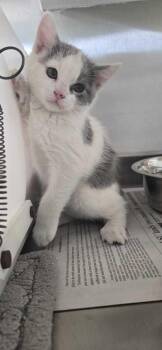 Domestic Short Hair Cats Available for Adoption - Dennis | PetCurious