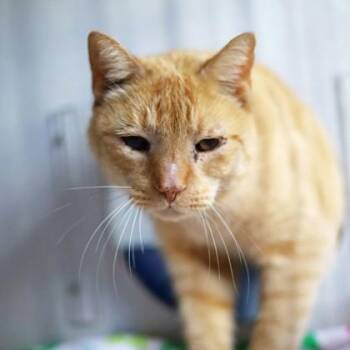 Domestic Short Hair Cats Available for Adoption - Jim Bob | PetCurious