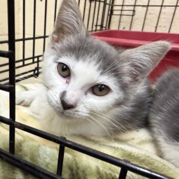 Parmesan -  Domestic Short Hair Cat for Adoption in Wantagh, New York - Parmesan | PetCurious
