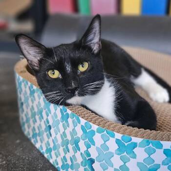 Jeannette -  Domestic Short Hair Cat for Adoption in Santa Ana, California - Jeannette | PetCurious