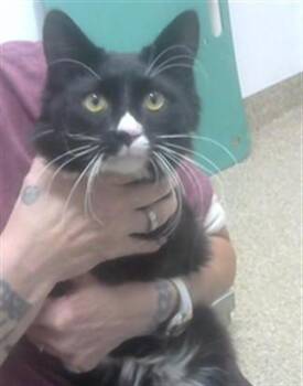 Domestic Medium Hair and Domestic Short Hair Cats Available for Adoption - LOVEBUG | PetCurious