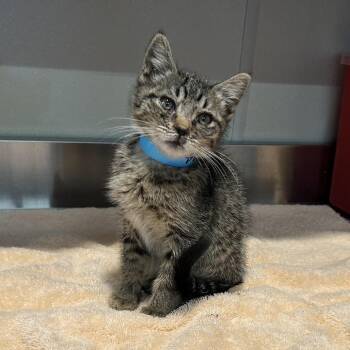 IVHS-Stray-139984 -  Domestic Short Hair Cat for Adoption in San Gabriel, California - IVHS-Stray-139984 | PetCurious