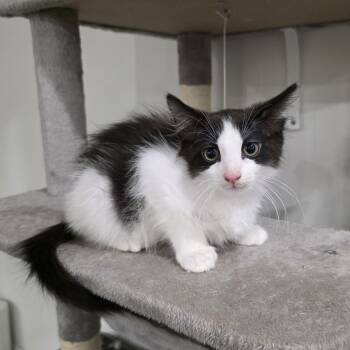 Lucien -  Domestic Long Hair and Maine Coon Cat for Adoption in Mastic, New York - Lucien | PetCurious