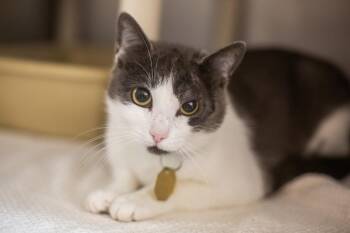 Domestic Short Hair Cats Available for Adoption in Mountain Home, Arkansas - Cleo | PetCurious