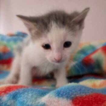 Domestic Short Hair Cats Available for Adoption in Kansas City, Missouri - Puck | PetCurious